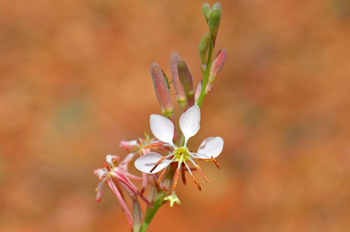 Oenothera suffrutescens, (Gaura coccinea) Scarlet Beeblossom